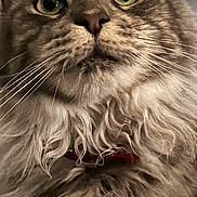 Rhya participe au concours pour gagner de l'argent avec cette photo : abyssinian, accessories, angora, animal, bodypart, cat, collar, face, head, kitten, lion, manx, mouth, person, pet, photography, portrait, siamese, snout, tongue