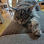 Rhya a rejoint le concours — aidez-le/la à gagner de superbes lots ! animal, architecture, building, cat, chair, couch, cushion, furniture, hardwood, homedecor, indoors, interiordesign, kitten, linen, livingroom, manx, pet, plywood, room, wood