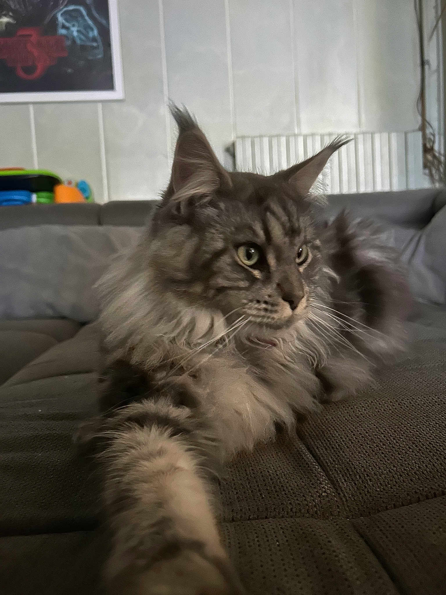 Rhya participe au concours pour gagner de l'argent avec cette photo : abyssinian, angora, animal, architecture, building, cat, chair, couch, cushion, furniture, hardwood, homedecor, indoors, kitten, linen, livingroom, manx, pet, room, wood