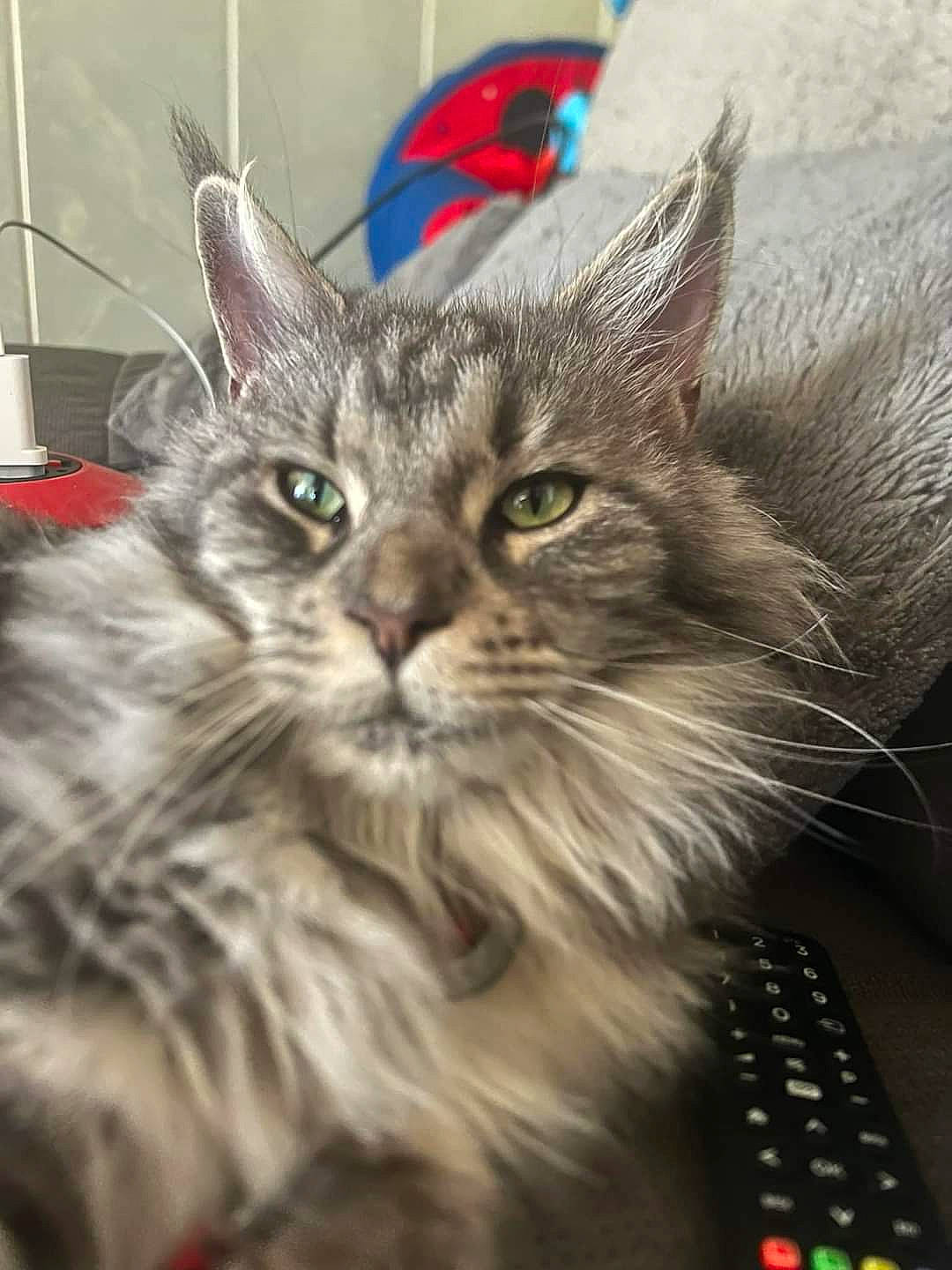 abyssinian, angora, animal, cat, computer, computerhardware, computerkeyboard, couch, electronics, face, flag, furniture, hardware, kitten, manx, monitor, pet, remotecontrol, screen, tv