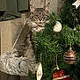 Rhya a rejoint le concours — aidez-le/la à gagner de superbes lots ! accessories, animal, cat, christmas, christmasdecorations, christmastree, conifer, face, festival, fir, fungus, head, kitten, manx, ornament, person, pet, plant, sphere, tree