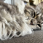 Rhya a rejoint le concours — aidez-le/la à gagner de superbes lots ! cat, fluffy_fur, close_up, sleeping, relaxed, indoor, pet, feline, soft_texture, whiskers, ears, face, animal, cozy, resting, fur, blurred_background, home, cute, domestic