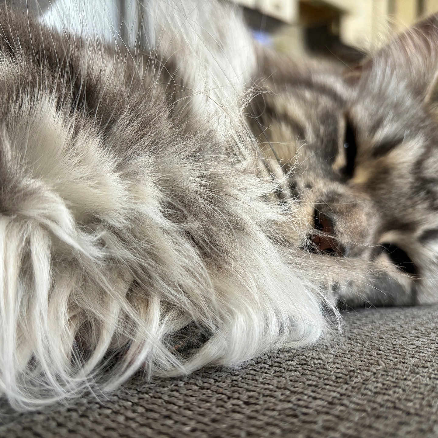 Rhya a rejoint le concours — aidez-le/la à gagner de superbes lots ! cat, fluffy_fur, close_up, sleeping, relaxed, indoor, pet, feline, soft_texture, whiskers, ears, face, animal, cozy, resting, fur, blurred_background, home, cute, domestic