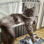 Bria a rejoint le concours — aidez-le/la à gagner de superbes lots ! cat, cats, feline, fluffy, indoor, radiator, towel, food_bowl, floor, tile_floor, pet, domestic, animal, two_animals, long_hair, gray_cat, white_cat, resting, eating, home