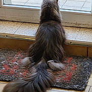 Bria participe au concours pour gagner de l'argent avec cette photo : animal, back_view, calm, cat, curious, domestic_cat, doormat, fluffy, fur, glass_door, gray, home, indoor, looking_out, pet, quiet, sitting, tail, tile_floor, window