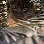 Bria participe au concours pour gagner de l'argent avec cette photo : cat, animal, pet, feline, eyes, fur, blur, closeup, greenery, nature, wild, branches, portrait, mammal, whiskers, looking, face, outdoor, camouflage, curious