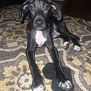 Rocky joined the competition — help win amazing prizes! black_dog, carpet, dog, ears, eyes, floor, indoor, living_room, looking_at_camera, nose, paw, paws, pet, portrait, puppy, rug, sock, white_chest, white_paws, young_dog