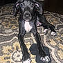 black_dog, carpet, dog, ears, eyes, floor, indoor, living_room, looking_at_camera, nose, paw, paws, pet, portrait, puppy, rug, sock, white_chest, white_paws, young_dog