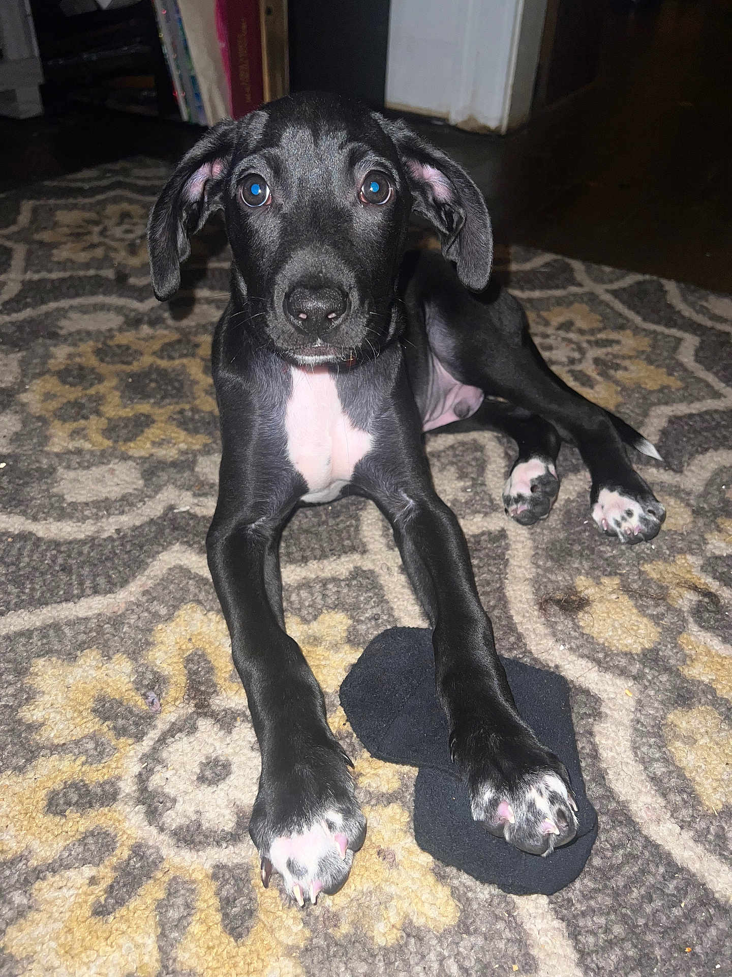Rocky joined the competition — help win amazing prizes! black_dog, carpet, dog, ears, eyes, floor, indoor, living_room, looking_at_camera, nose, paw, paws, pet, portrait, puppy, rug, sock, white_chest, white_paws, young_dog