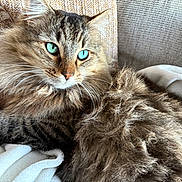 Baby participe au concours pour gagner de l'argent avec cette photo : cat, fluffy, blue_eyes, tabby, pet, indoor, couch, blanket, relaxed, fur, whiskers, closeup, cozy, animal, mammal, portrait, resting, domestic_cat, feline, soft