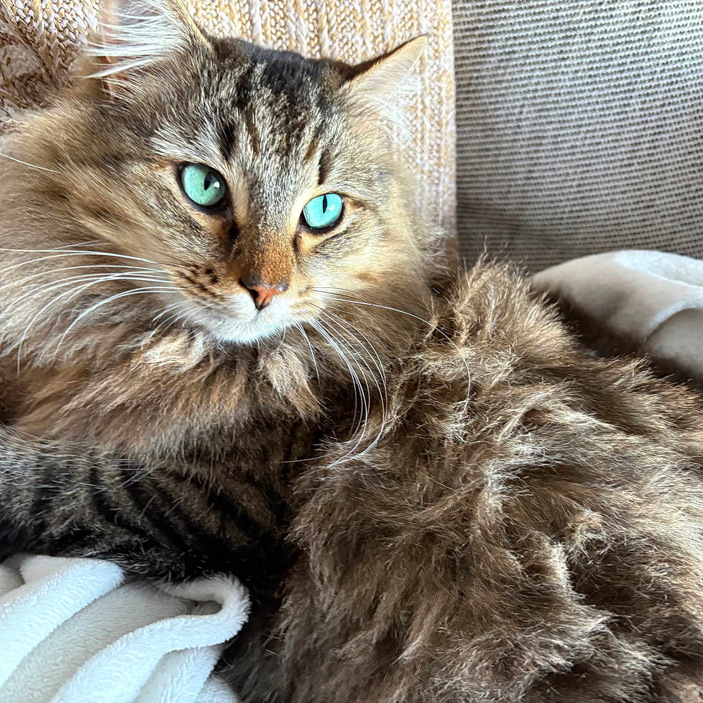 Baby participe au concours pour gagner de l'argent avec cette photo : cat, fluffy, blue_eyes, tabby, pet, indoor, couch, blanket, relaxed, fur, whiskers, closeup, cozy, animal, mammal, portrait, resting, domestic_cat, feline, soft