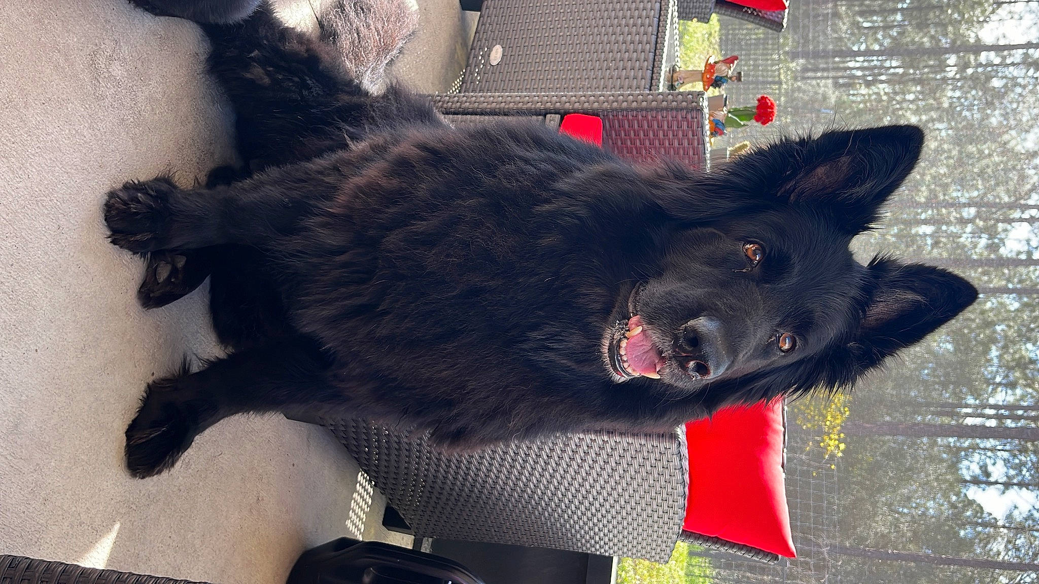 Reika is registered to the contest to win money with this photo: borador, canidae, carmine, carnivore, collar, companion_dog, dog, dog_breed, dog_collar, fang, felidae, fur, liver, snout, sporting_group, tail, terrestrial_animal, vertebrate, whiskers, working_animal