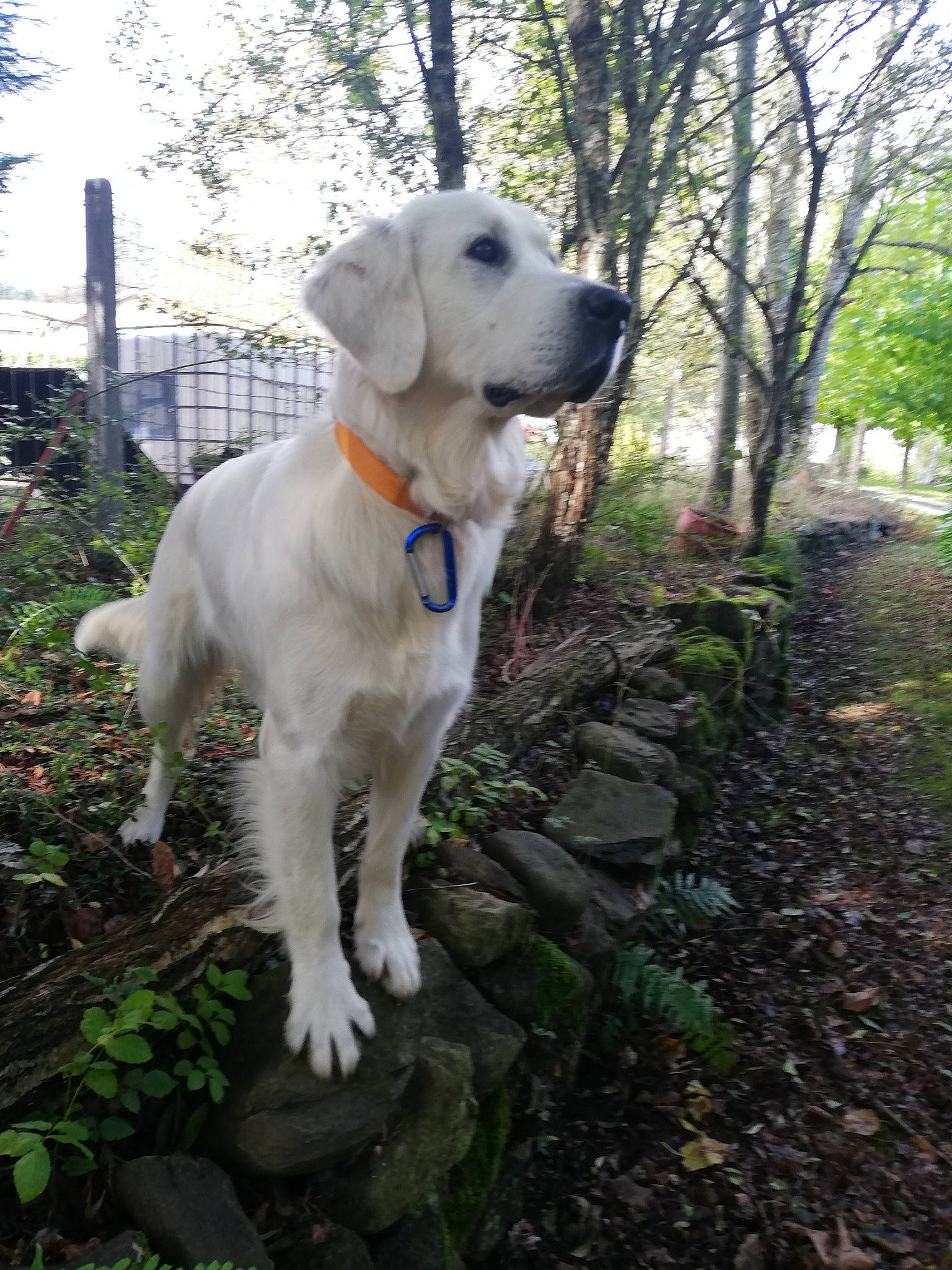 Lune participe au concours pour gagner de l'argent avec cette photo : akbash_dog, canidae, carnivore, companion_dog, dog, dog_breed, fawn, golden_retriever, labrador_retriever, mammal, retriever, sporting_group, vertebrate