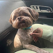 Razor joined the competition — help win amazing prizes! dog, small_dog, pet, car_interior, hand, person, collar, groomed, fur, paw, seat, clothing, manicured_nails, window, door_handle, light, shadow, curious, closeup, indoor