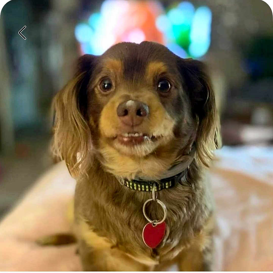 Buddy