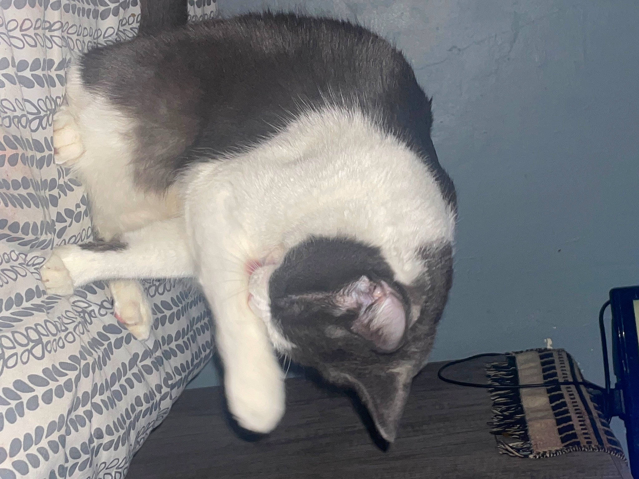 Cinderella is registered to the contest to win money with this photo: canidae, carnivore, cat, cat_supply, claw, comfort, companion_dog, dog_breed, domestic_short_haired_cat, fang, felidae, fur, nap, paw, sleep, small_to_medium_sized_cats, snout, sporting_group, tail, whiskers