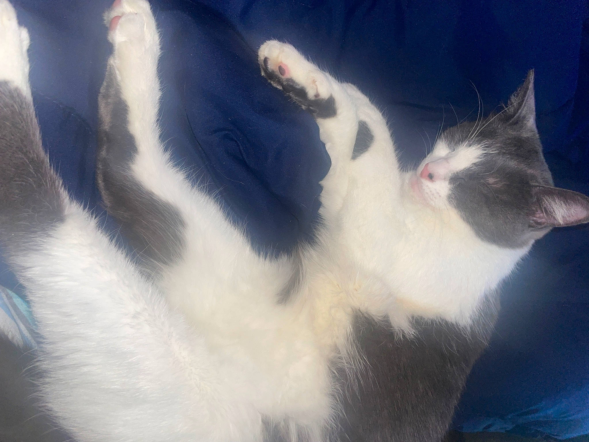 Cinderella joined the competition — help win amazing prizes! canidae, carnivore, cat, claw, cloud, domestic_short_haired_cat, eye, felidae, fur, meteorological_phenomenon, paw, plant, sky, small_to_medium_sized_cats, snout, tail, tree, whiskers, wind_wave