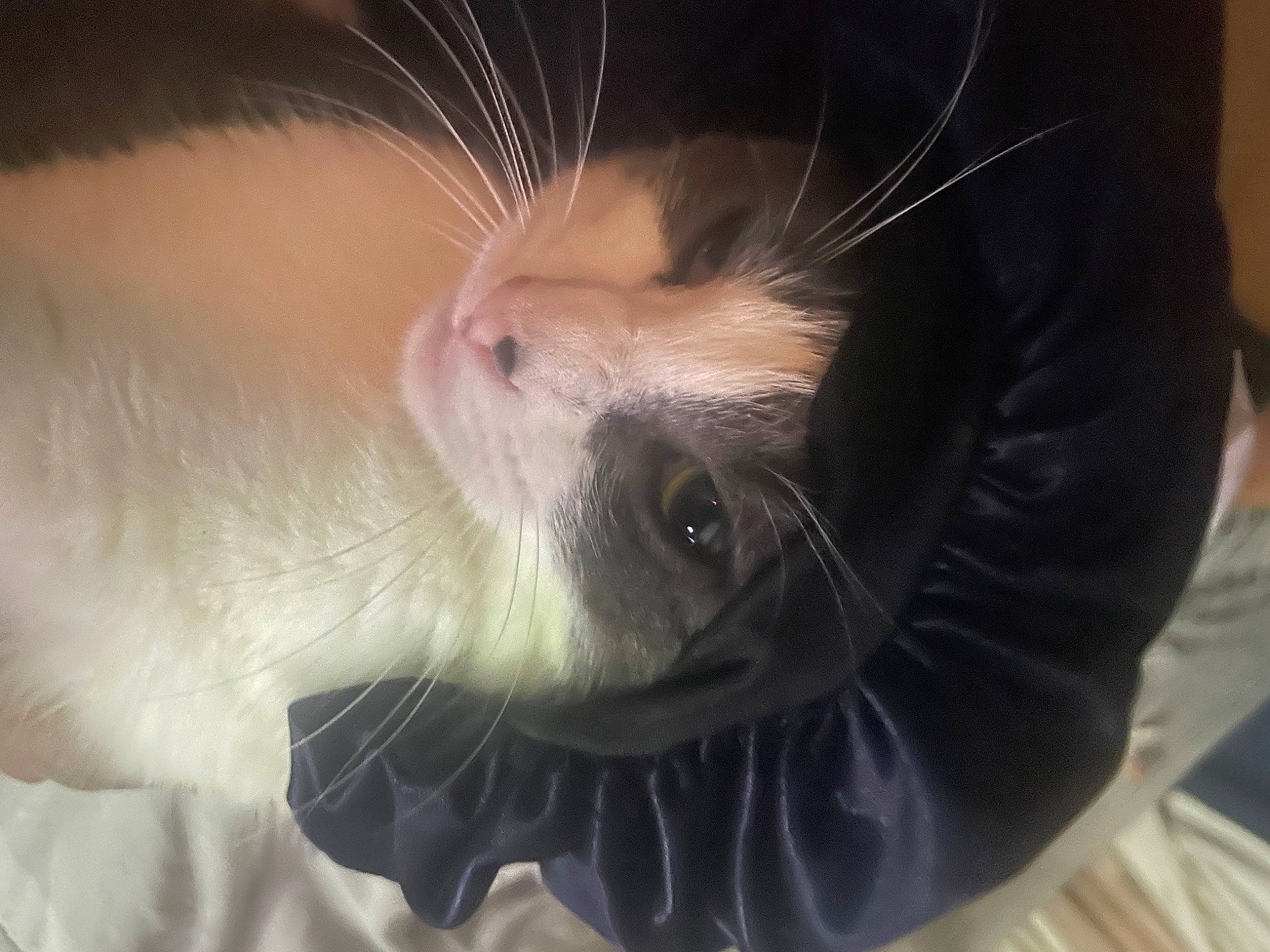 Cinderella joined the competition — help win amazing prizes! carnivore, cat, companion_dog, domestic_short_haired_cat, ear, eye, eyelash, fang, fawn, felidae, fur, gesture, guinea_pig, human_body, jaw, small_to_medium_sized_cats, snout, street_light, tail, whiskers