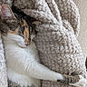 Gribouille a rejoint le concours — aidez-le/la à gagner de superbes lots ! cat, sleeping, blanket, cozy, feline, fur, whiskers, paw, texture, closeup, indoor, resting, cute, tabby, white_fur, relaxed, peaceful, soft, comfort, pet