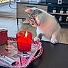 Gribouille participe au concours pour gagner de l'argent avec cette photo : cat, candle, red_candle, table, tray, lighter, indoor, curious, pet, furniture, living_room, wooden_floor, decor, home, domestic_animal, white_cat, tabby_cat, fire, flame, closeup
