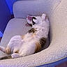 cat, yawning, relaxed, lying_down, chair, furniture, indoor, cozy, fluffy, pet, animal, white, brown, orange, paw, mouth_open, soft_lighting, home, cute, sleepy