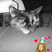 Minou participe au concours pour gagner de l'argent avec cette photo : cat, black_and_white, resting, hand, petting, cartoon_sticker, hearts, cute, cozy, soft_surface, animal, indoor, relaxing, feline, close_up, companion, affection, sleepy, domestic_cat, adorable