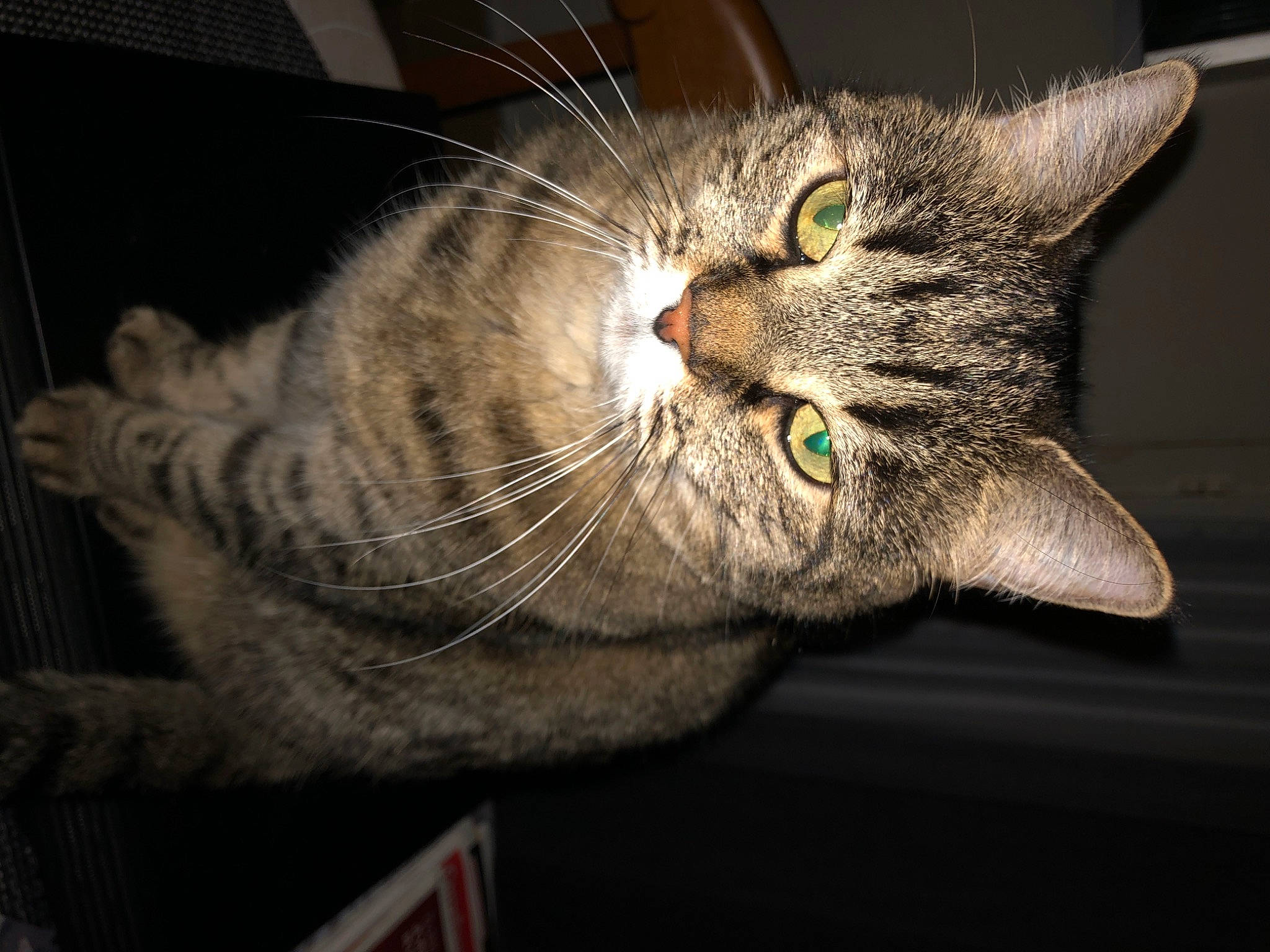 Chouqette a rejoint le concours — aidez-le/la à gagner de superbes lots ! carnivore, cat, claw, comfort, darkness, domestic_short_haired_cat, ear, eye, felidae, fur, paw, small_to_medium_sized_cats, snout, tail, whiskers, wildlife