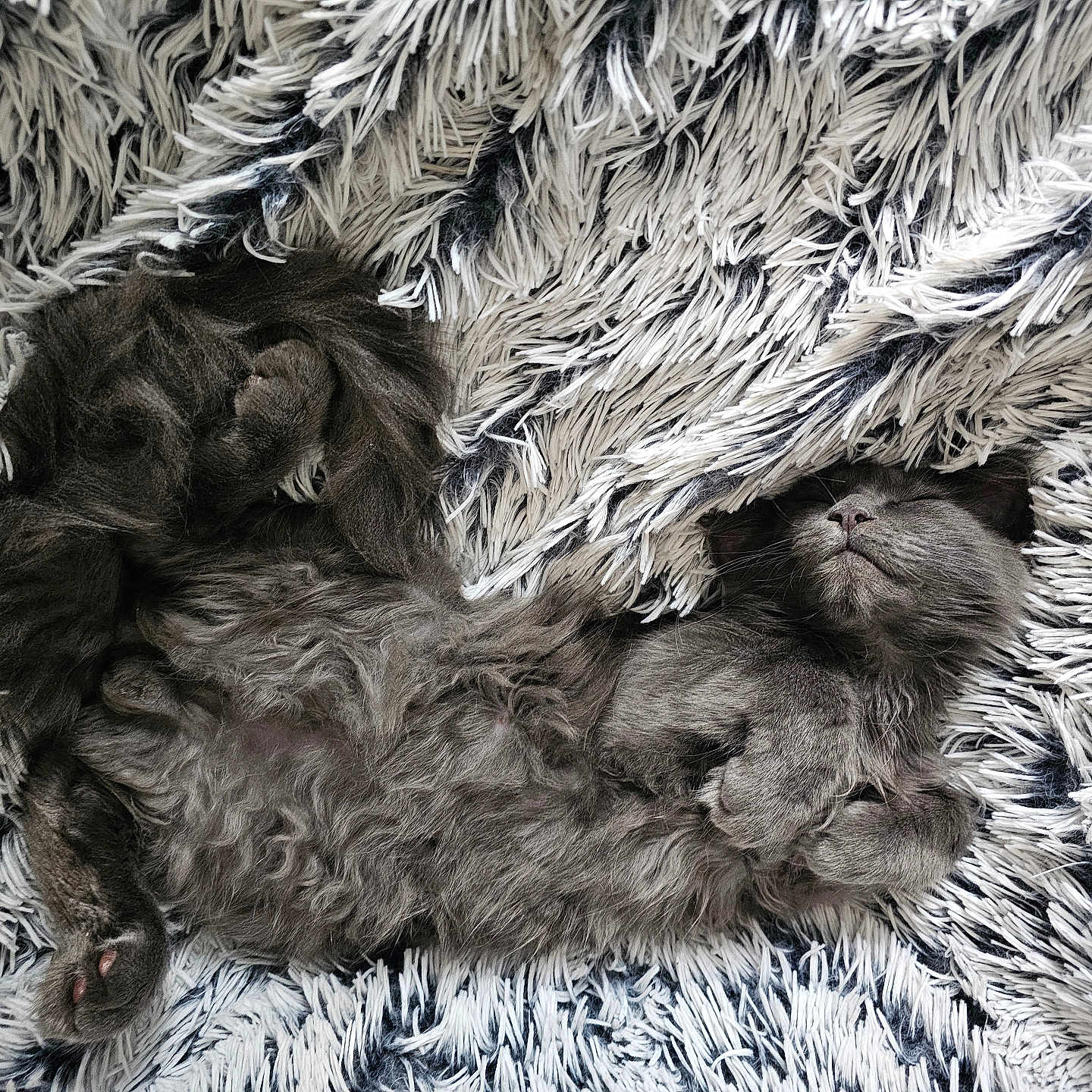 Zeus is registered to the contest to win money with this photo: animal, blanket, canine, cat, clothing, cockerspaniel, couch, dog, fur, furniture, homedecor, hound, kitten, newfoundland, person, pet, poodle, puppy, sleeping, terrier