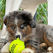 Bella a rejoint le concours — aidez-le/la à gagner de superbes lots ! puppy, dog, tennis_ball, blue_eyes, fluffy, playing, outdoor, grass, white_chair, close_up, paw, cute, animal, pet, young, fur, nature, ground, resting, toy
