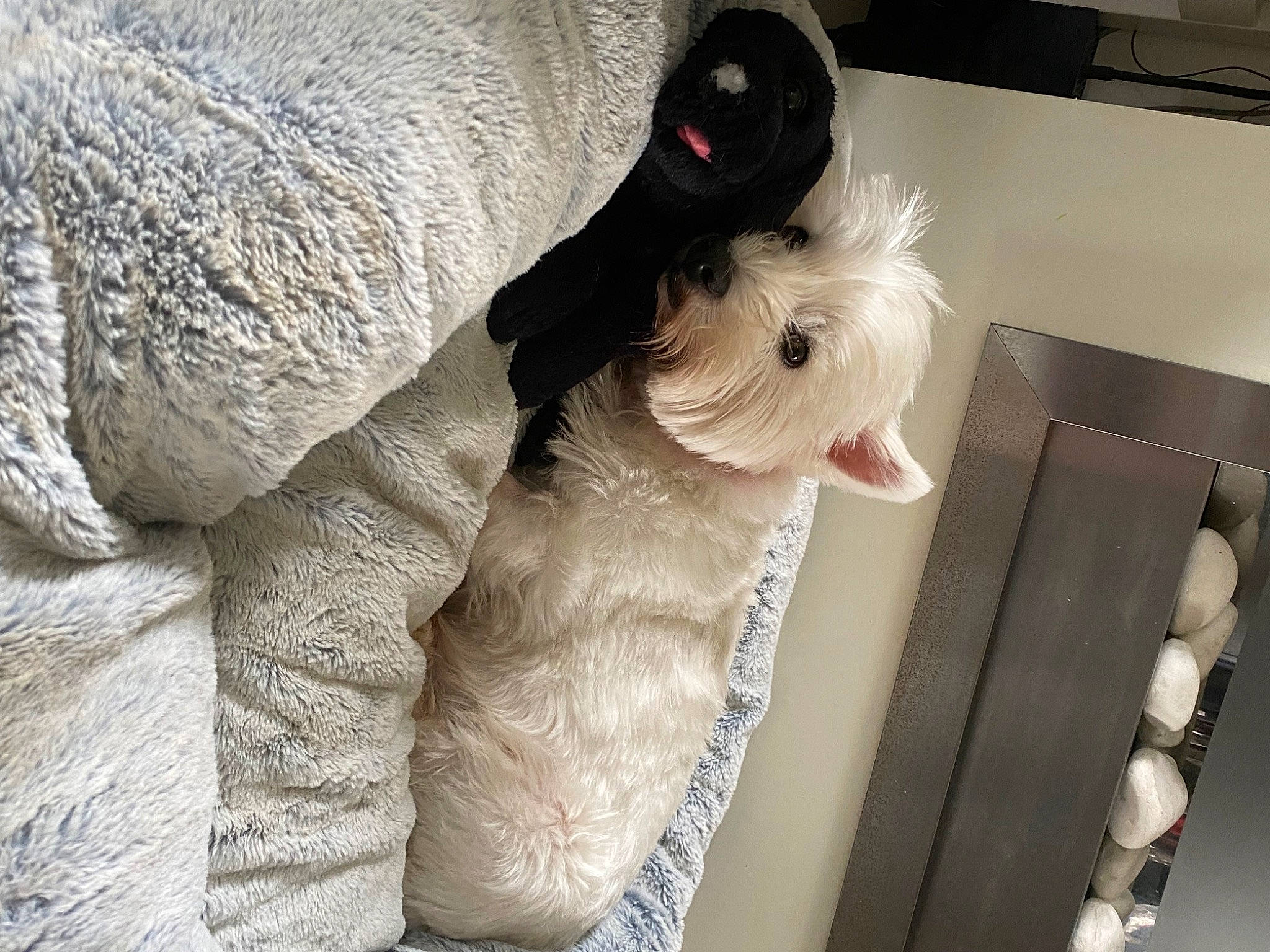 Summer joined the competition — help win amazing prizes! carnivore, companion_dog, couch, dog, dog_breed, dog_supply, fawn, felidae, fur, schnauzer, small_terrier, small_to_medium_sized_cats, snout, sporting_group, standard_schnauzer, stuffed_toy, tail, terrier, toy_dog, working_animal