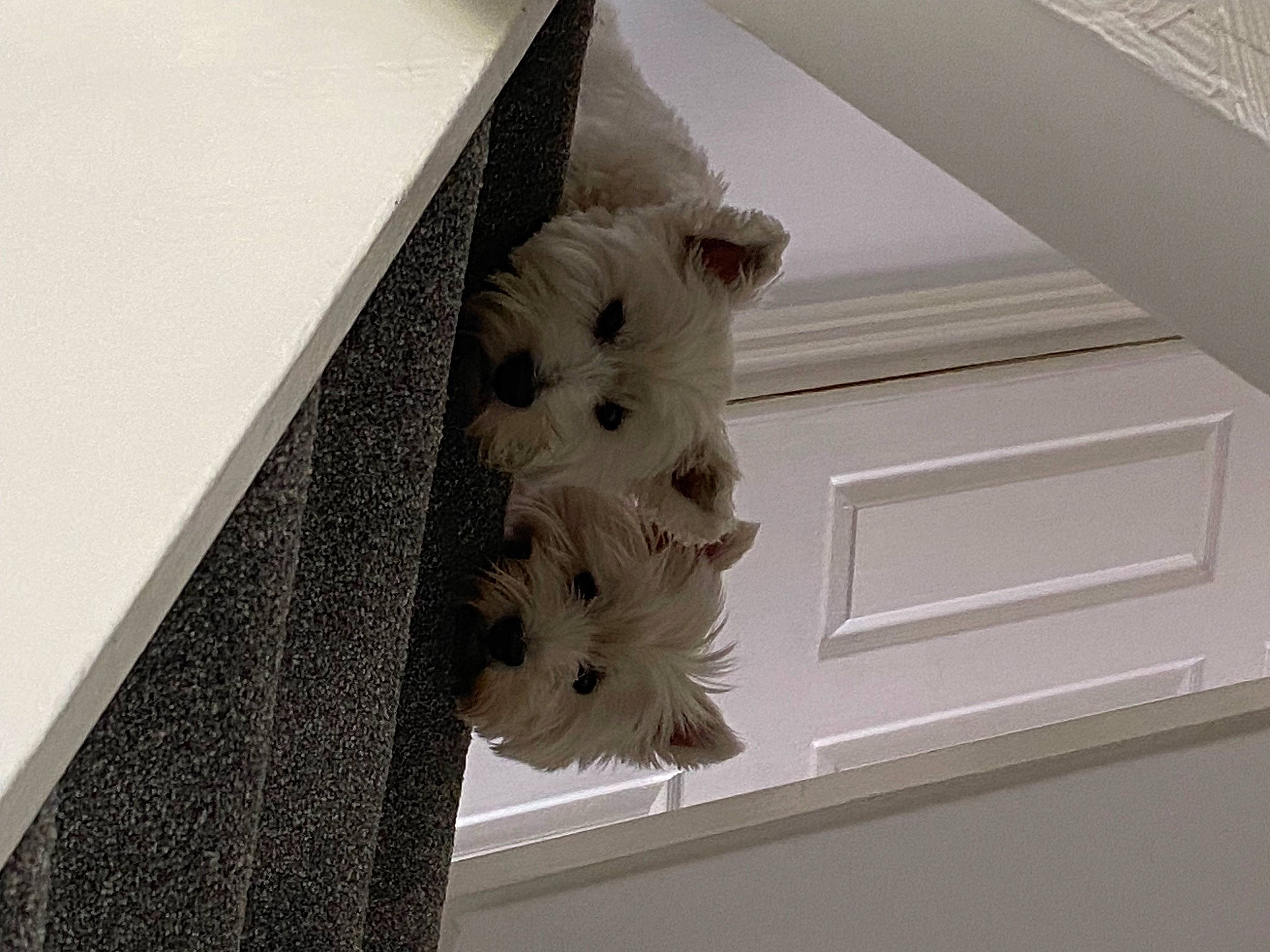 Summer joined the competition — help win amazing prizes! ceiling, circle, fashion_accessory, feather, house, light_fixture, metal, molding, ornament, paper, pattern, petal, plaster, room, symmetry, triangle, twig, window, wing, wood