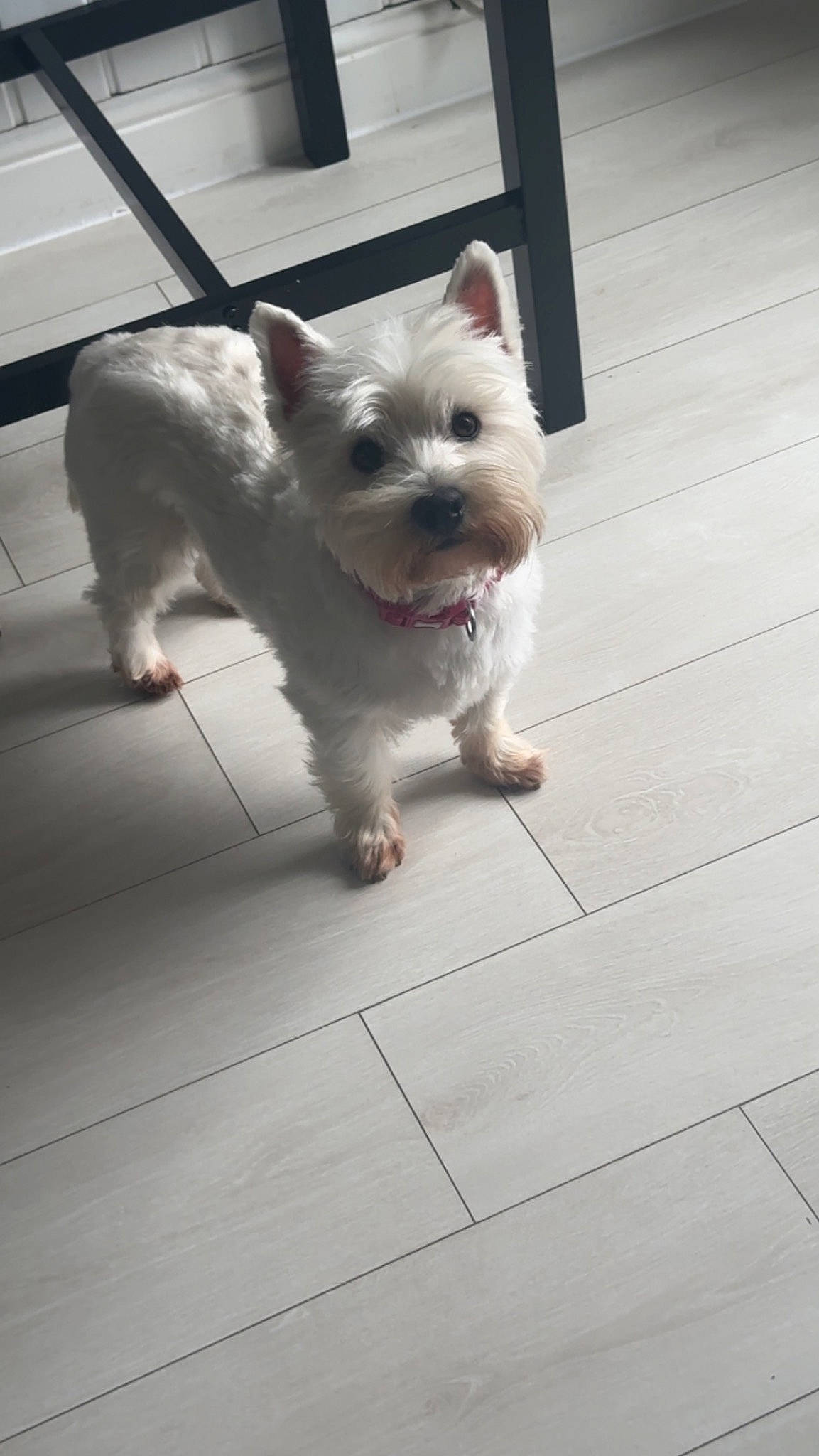 Summer joined the competition — help win amazing prizes! canidae, carnivore, collar, companion_dog, dog, dog_breed, dog_collar, dog_supply, drinking_straw, fawn, flooring, fur, non_sporting_group, small_terrier, snout, sporting_group, terrier, toy_dog, wood, working_animal