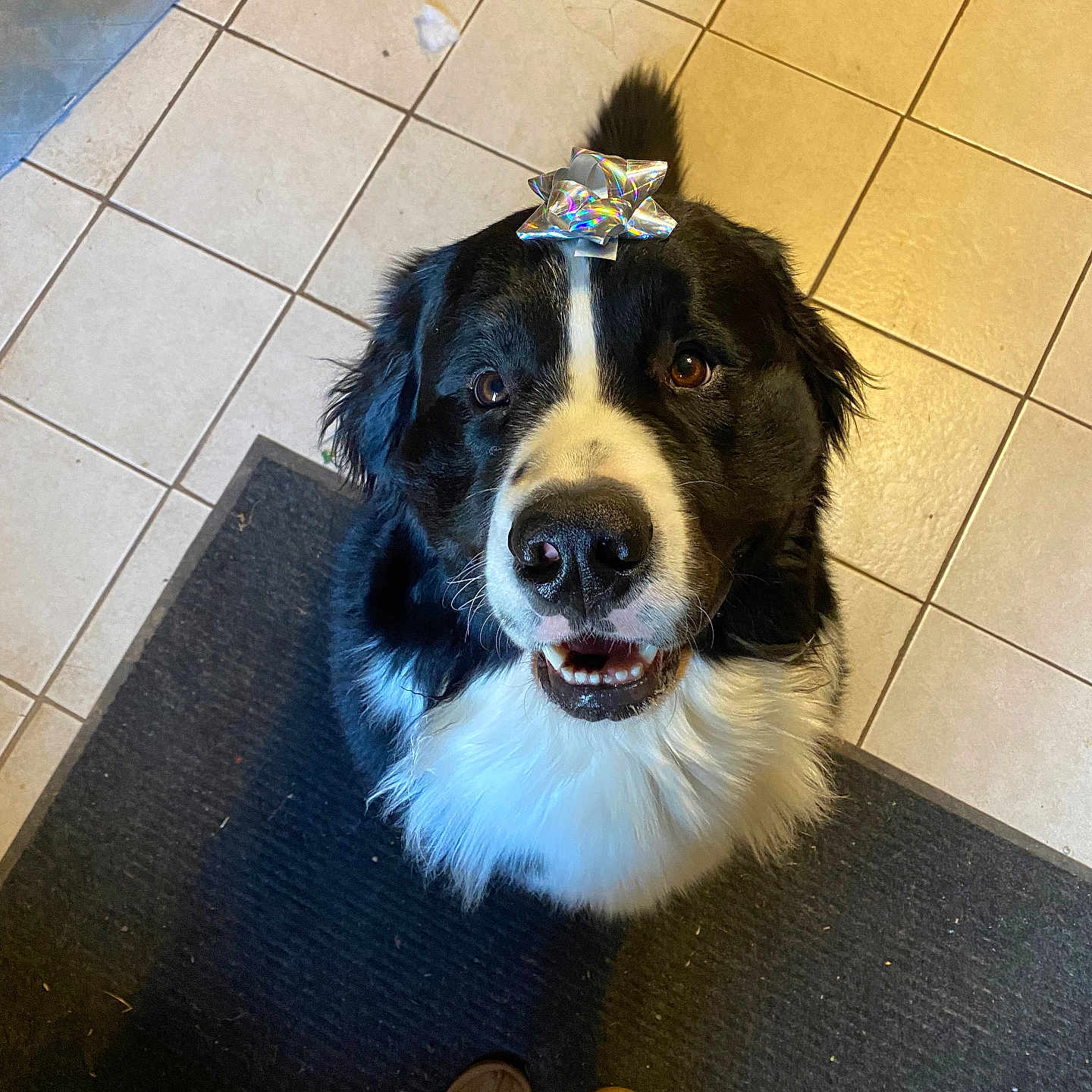 Finn joined the competition — help win amazing prizes! accessories, animal, canine, clothing, cockerspaniel, dog, face, footwear, head, jewelry, pants, person, pet, photography, portrait, puppy, sandal, shoe, strap, tile