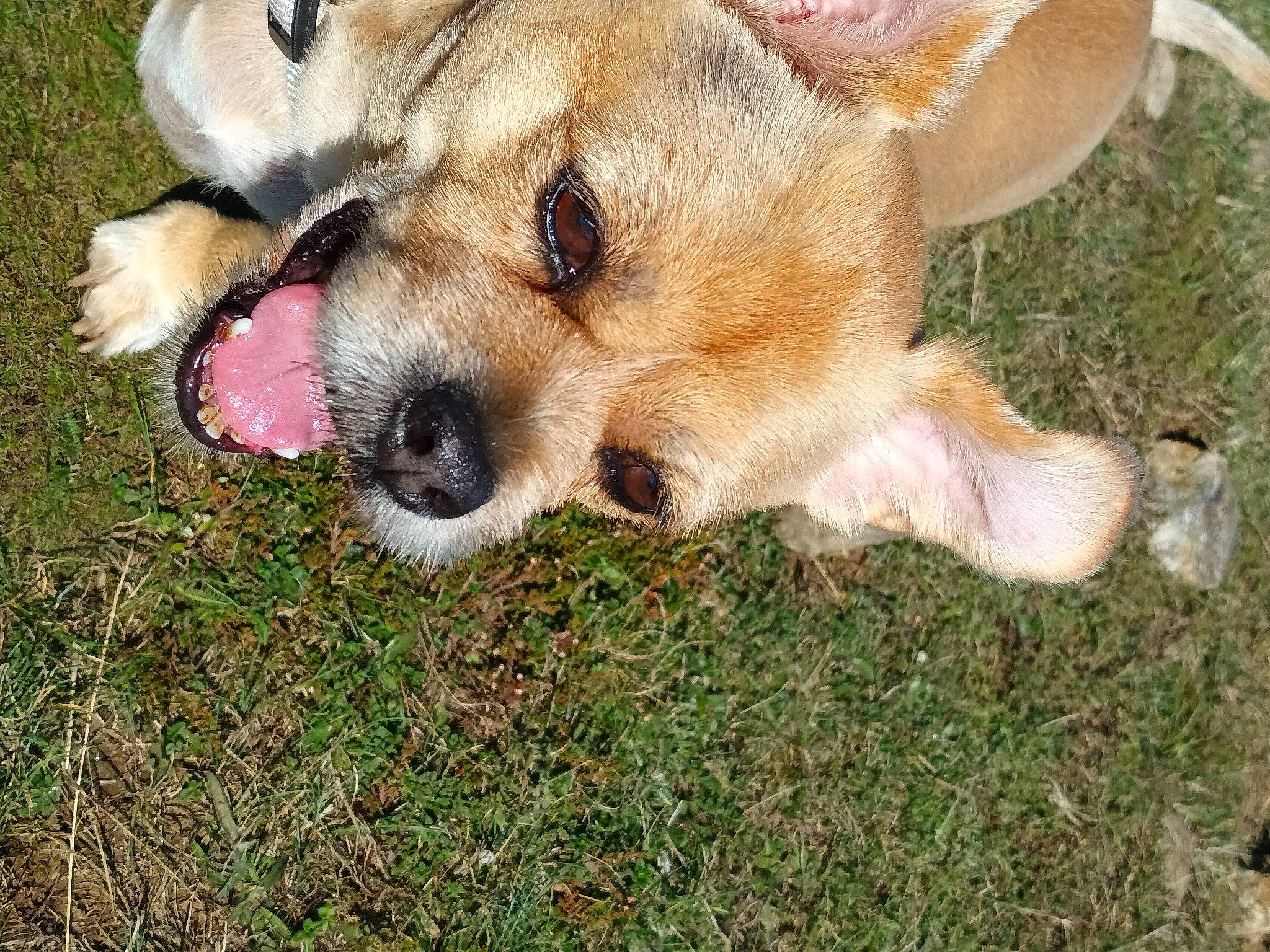 Brutus participe au concours pour gagner de l'argent avec cette photo : ancient_dog_breeds, canidae, carnivore, chihuahua, companion_dog, dog, dog_breed, fawn, fur, grass, non_sporting_group, snout, sporting_group, terrestrial_animal, toy_dog, welsh_corgi, whiskers, wildlife, working_animal