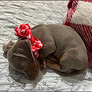 Oakley is registered to the contest to win money with this photo: puppy, dog, sleeping, bow, red_bow, bedspread, quilt, knitted_pillow, brown_dog, small_dog, cute, cozy, resting, pet, domestic_animal, animal, indoors, close_up, sleep, adorable