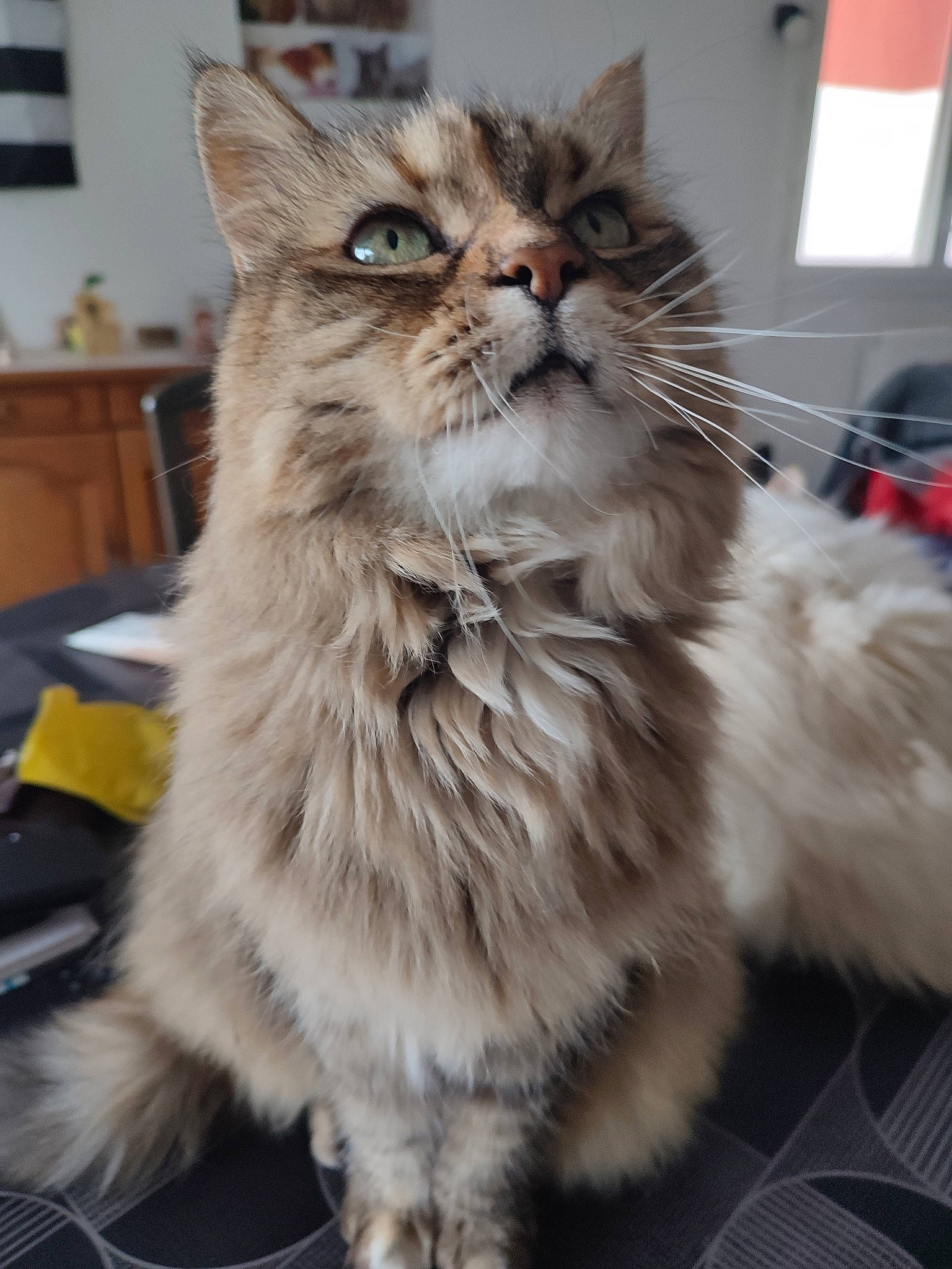 Frisca participe au concours pour gagner de l'argent avec cette photo : box, british_longhair, carnivore, cat, claw, domestic_short_haired_cat, felidae, fur, maine_coon, paw, sitting, small_to_medium_sized_cats, snout, tail, whiskers