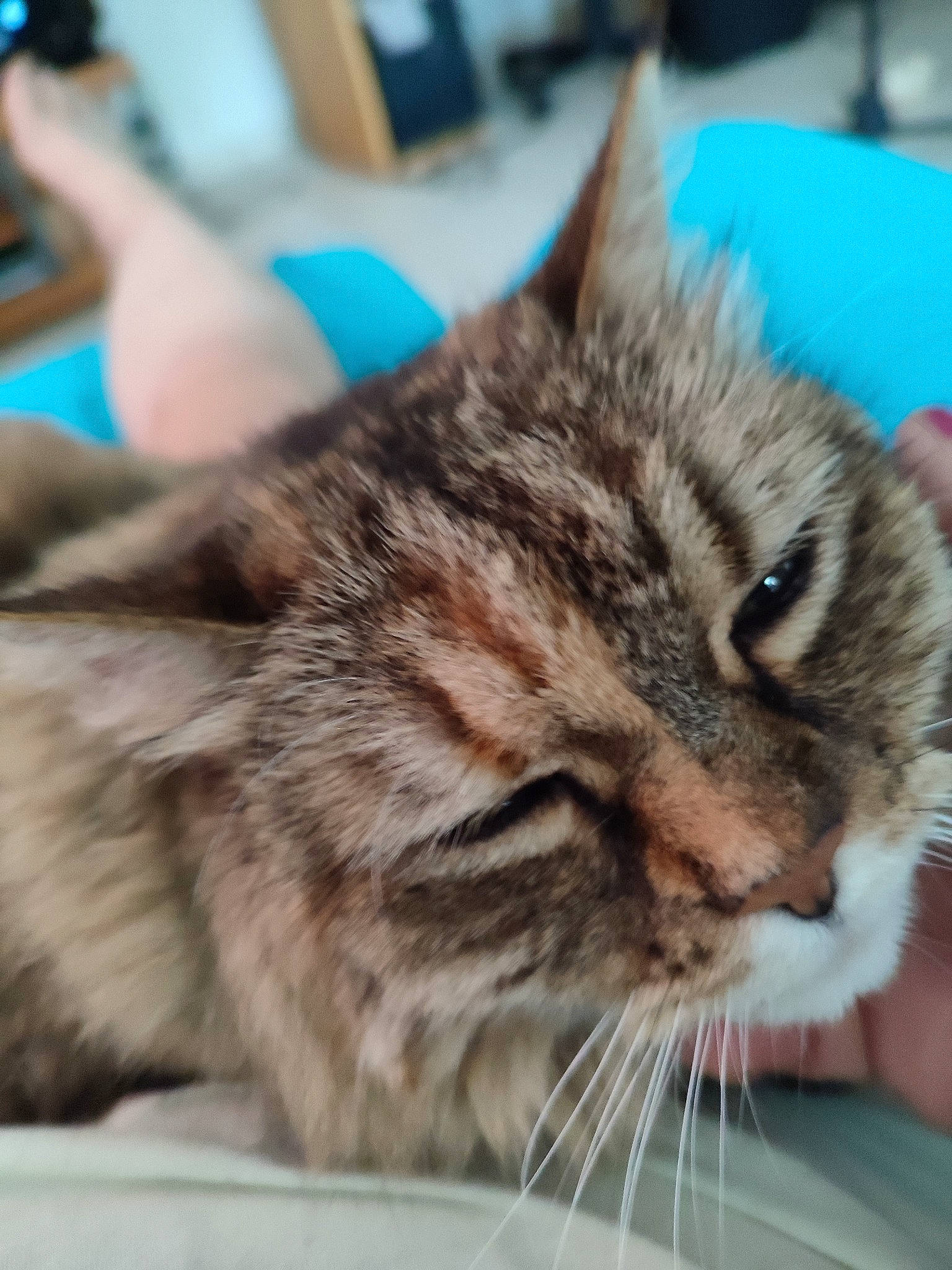 Frisca a rejoint le concours — aidez-le/la à gagner de superbes lots ! carnivore, cat, domestic_short_haired_cat, eye, felidae, fur, paw, photography, small_to_medium_sized_cats, snout, terrestrial_animal, whiskers, window