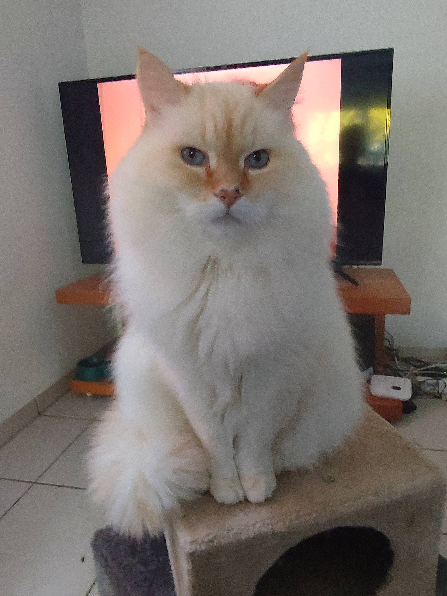 Gusty a rejoint le concours — aidez-le/la à gagner de superbes lots ! carnivore, cat, comfort, felidae, fur, paw, small_to_medium_sized_cats, tail, whiskers, window