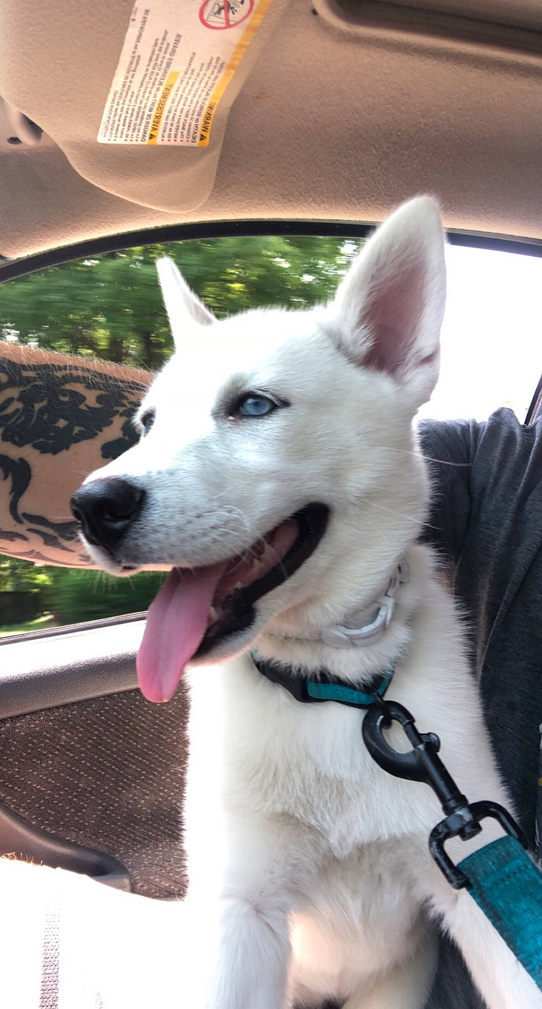 Misty joined the competition — help win amazing prizes! ancient_dog_breeds, canidae, carnivore, collar, companion_dog, dog, dog_breed, dog_collar, giant_dog_breed, herding_dog, non_sporting_group, plant, sporting_group, umbrella, whiskers, working_animal, working_dog