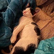 Charlie is registered to the contest to win money with this photo: cat, kitten, sleeping, black_and_white, blanket, blue_blanket, couch, furniture, cozy, pet, fur, whiskers, indoor, resting, cute, small_animal, domestic_animal, relaxation, nap, comfort