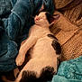 cat, kitten, sleeping, black_and_white, blanket, blue_blanket, couch, furniture, cozy, pet, fur, whiskers, indoor, resting, cute, small_animal, domestic_animal, relaxation, nap, comfort