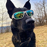Rahan a rejoint le concours — aidez-le/la à gagner de superbes lots ! dog, black_dog, sunglasses, outdoor, nature, grass, trees, reflection, people, peace_sign, kiss, portrait, animal, pet, collar, closeup, sky, daylight, cute, funny