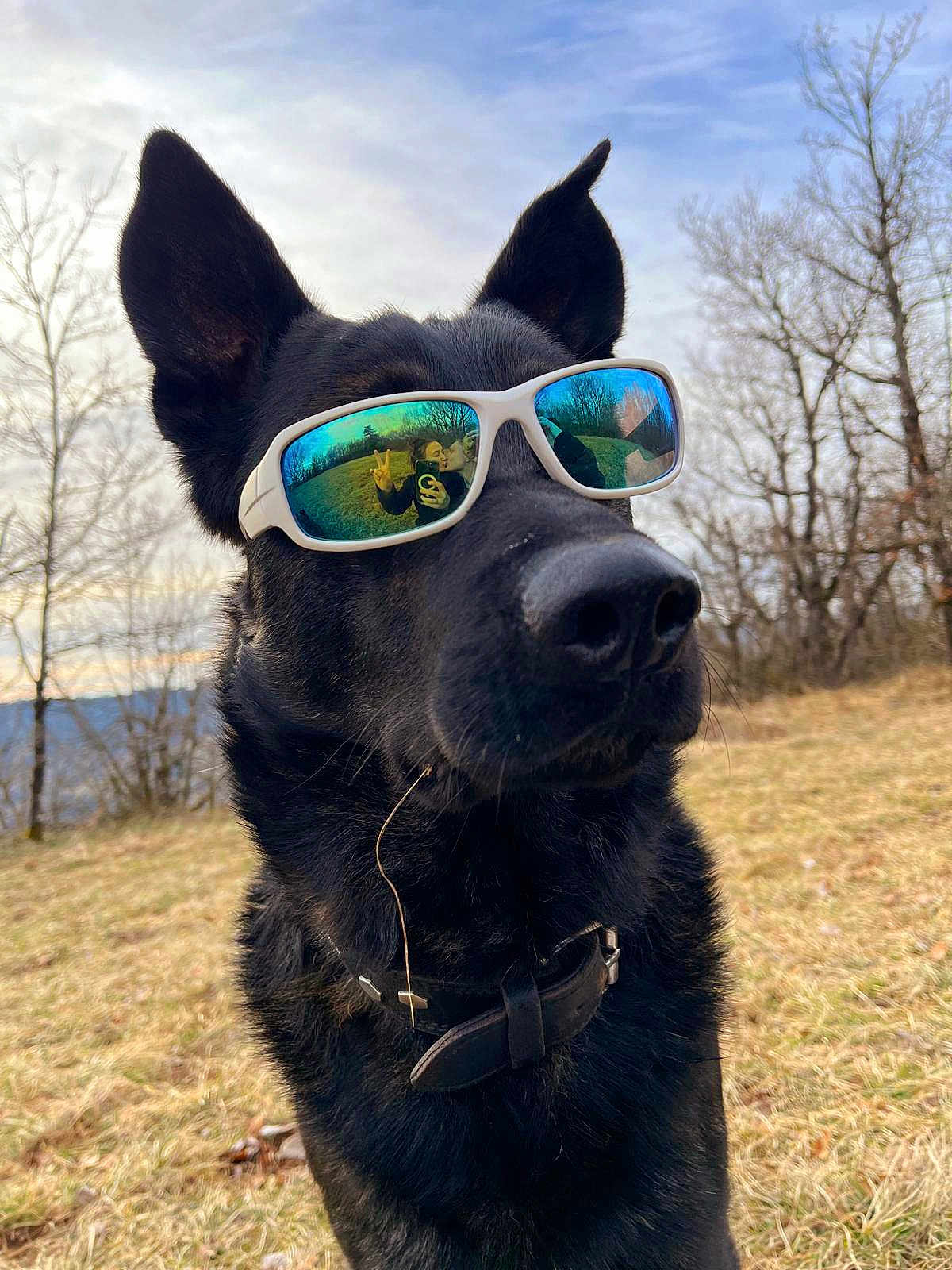 Rahan a rejoint le concours — aidez-le/la à gagner de superbes lots ! dog, black_dog, sunglasses, outdoor, nature, grass, trees, reflection, people, peace_sign, kiss, portrait, animal, pet, collar, closeup, sky, daylight, cute, funny