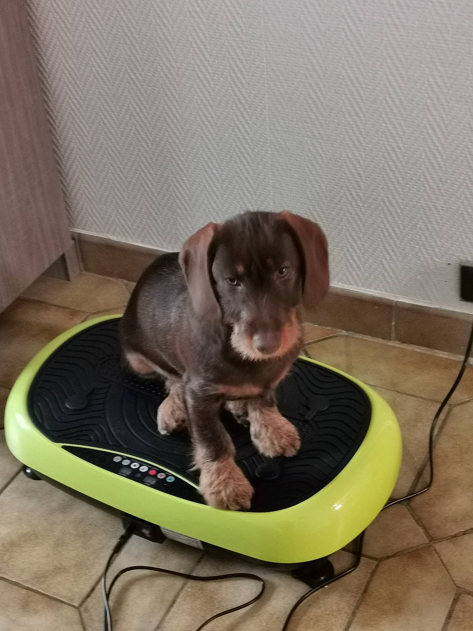 Roxy a rejoint le concours — aidez-le/la à gagner de superbes lots ! canidae, carnivore, comfort, companion_dog, dog, dog_bed, dog_breed, dog_supply, floor, flooring, gun_dog, liver, mat, pet_supply, puppy, sporting_group, tile, tile_flooring, working_animal