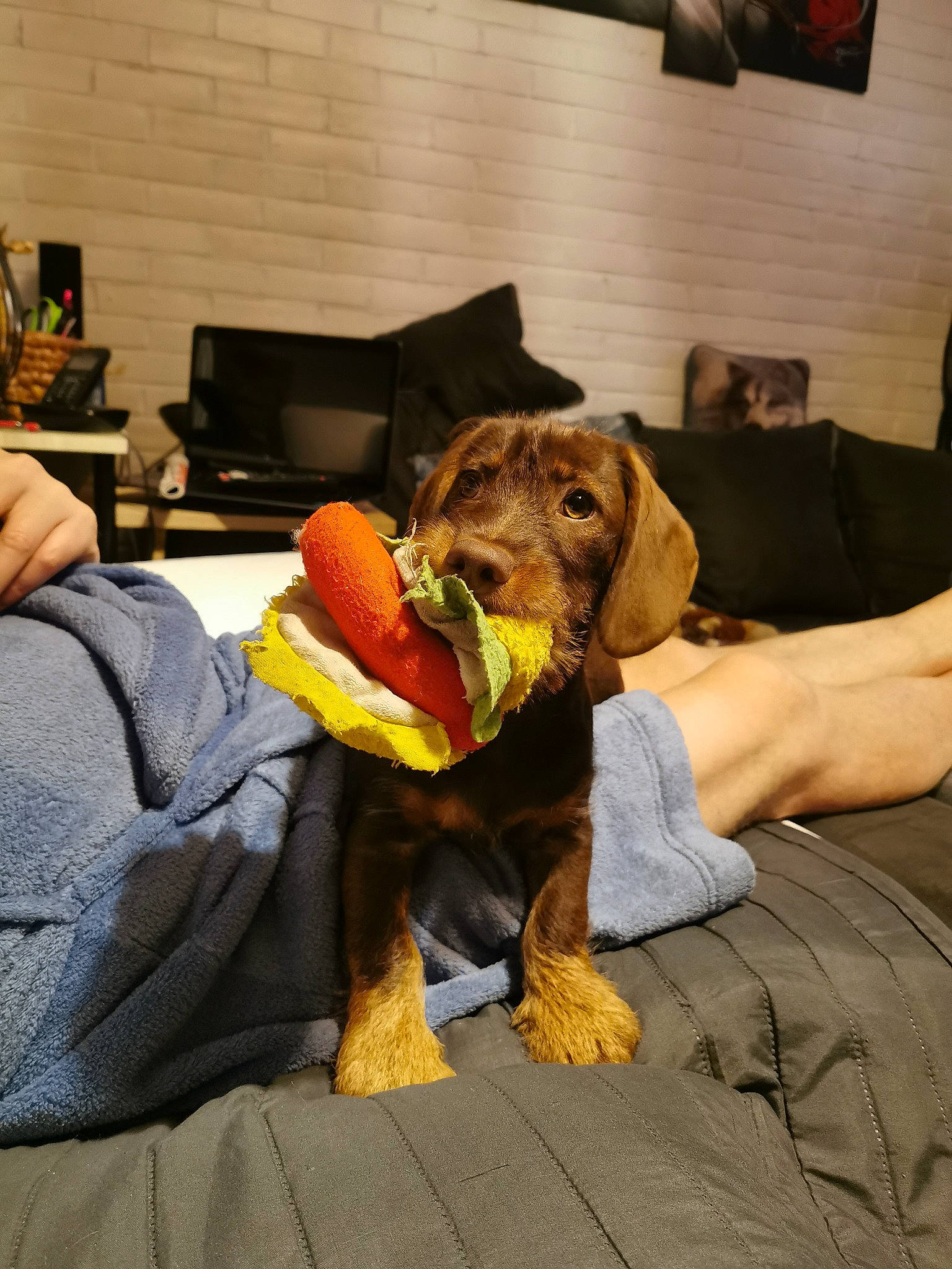 Roxy a rejoint le concours — aidez-le/la à gagner de superbes lots ! canidae, carnivore, comfort, companion_dog, couch, dog, dog_breed, dog_supply, linens, liver, living_room, pet_supply, picture_frame, pointing_breed, sporting_group, television, working_animal, working_dog