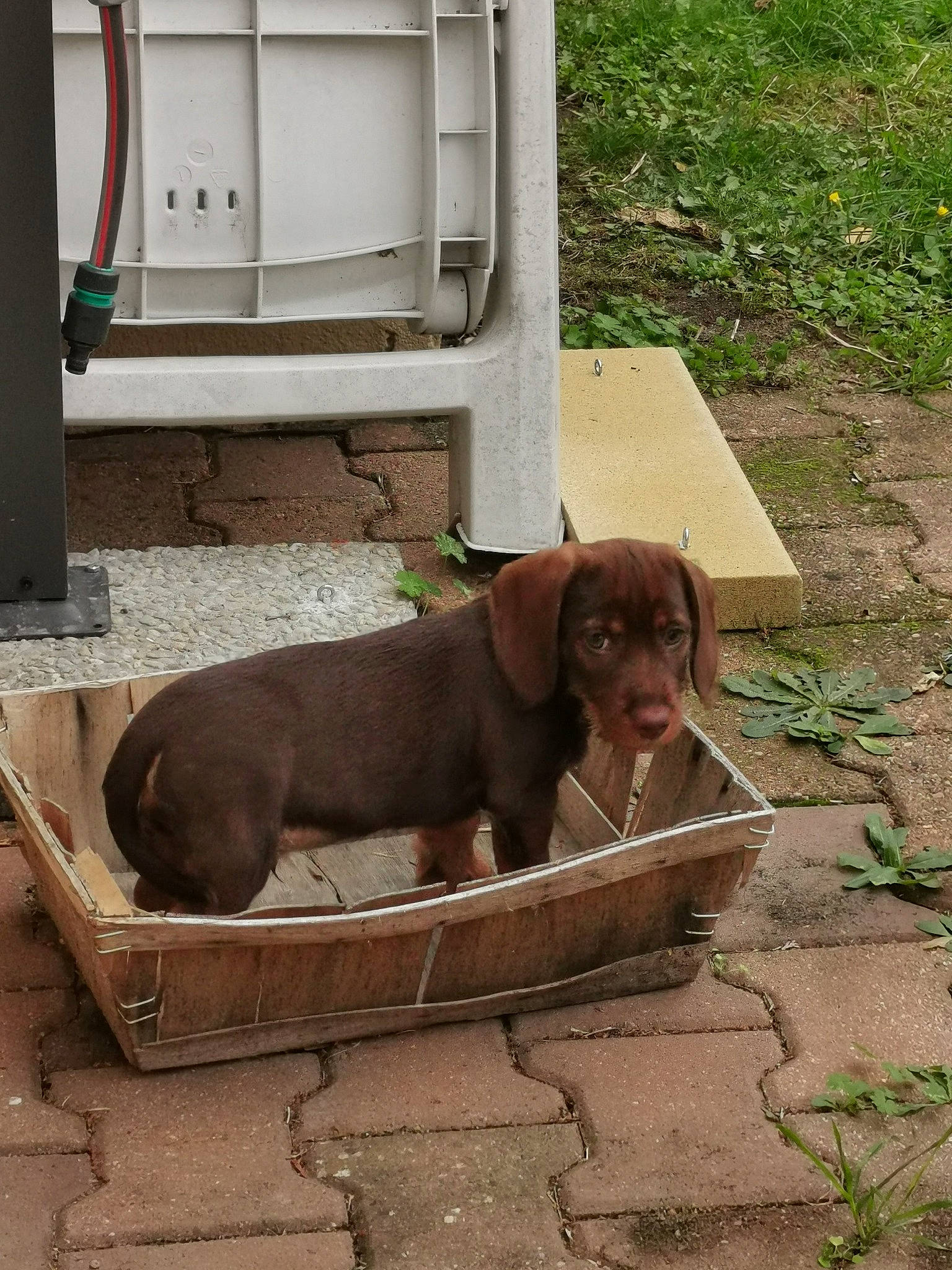 Roxy a rejoint le concours — aidez-le/la à gagner de superbes lots ! canidae, carnivore, companion_dog, dog, dog_breed, electrical_supply, liver, pet_supply, snout, working_animal