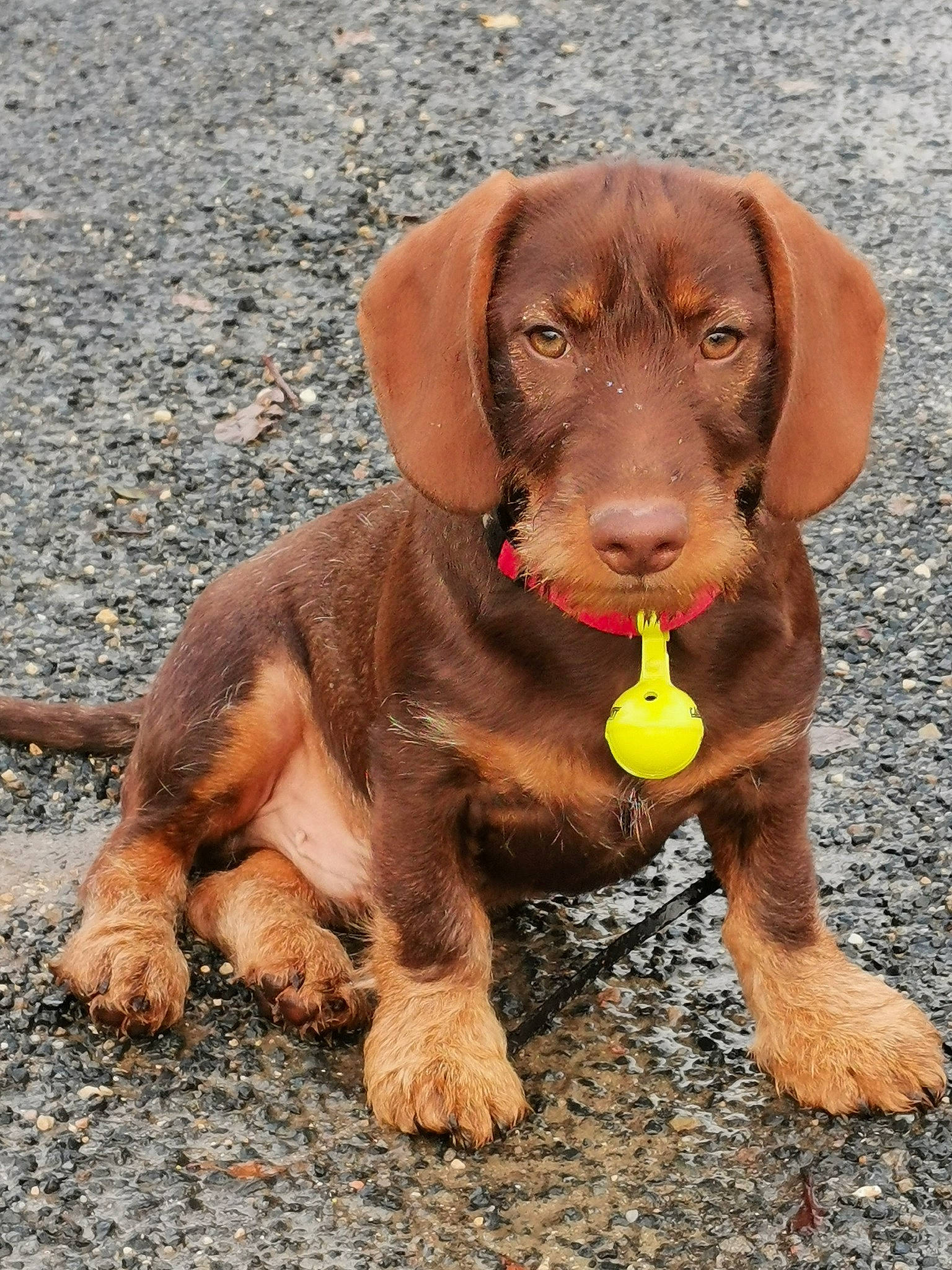 Roxy participe au concours pour gagner de l'argent avec cette photo : brown, canidae, carnivore, collar, companion_dog, dog, dog_breed, dog_collar, dog_supply, fawn, hound, liver, paw, pet_supply, road_surface, skin, snout, sporting_group, working_animal, working_dog
