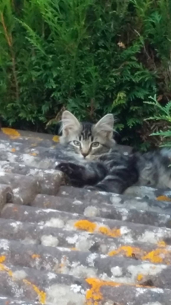 Oziris participe au concours pour gagner de l'argent avec cette photo : carnivore, cat, domestic_short_haired_cat, european_shorthair, felidae, fur, geological_phenomenon, grey, jungle, organism, small_to_medium_sized_cats, tabby_cat, tail, terrestrial_animal, vertebrate, whiskers, wild_cat