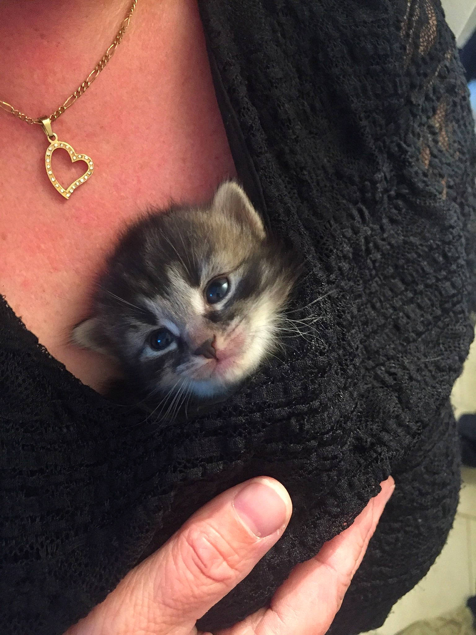 Oziris a rejoint le concours — aidez-le/la à gagner de superbes lots ! body_jewelry, carnivore, cat, chain, chest, felidae, finger, fur, jewellery, kitten, nail, natural_material, neck, necklace, pendant, skin, small_to_medium_sized_cats, thumb, vertebrate, whiskers