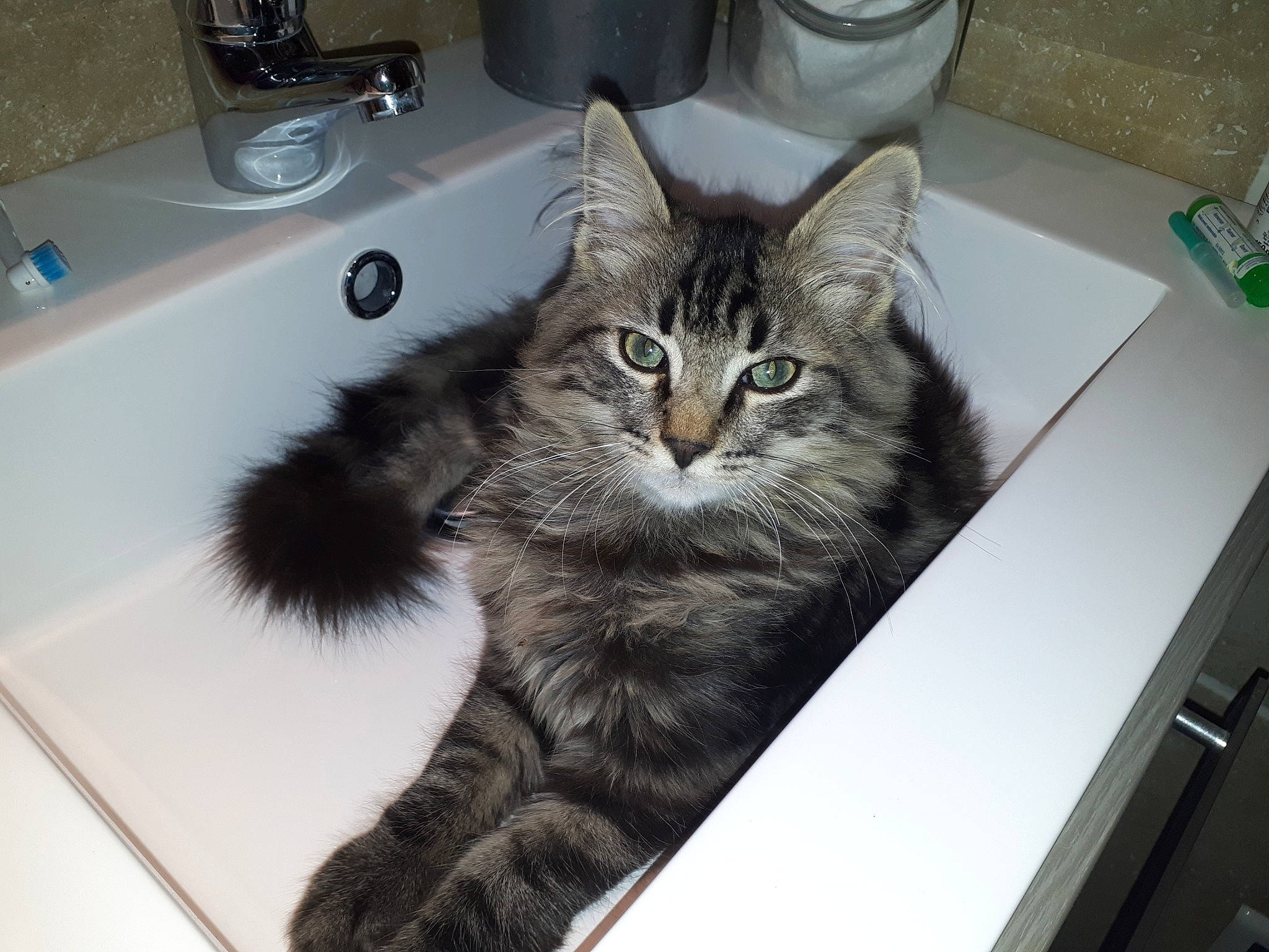 Oziris participe au concours pour gagner de l'argent avec cette photo : bathroom, bathroom_accessory, bathroom_sink, carnivore, cat, ceramic, composite_material, felidae, fluid, fur, pet_supply, plumbing, plumbing_fitting, plumbing_fixture, sink, small_to_medium_sized_cats, snout, tap, vertebrate, whiskers